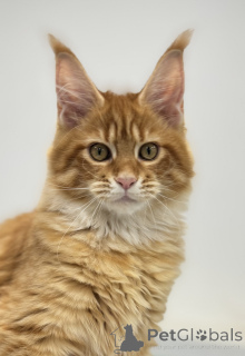 Foto №2 zu Ankündigung № 161312 zu verkaufen maine-coon-katze - einkaufen Russische Föderation vom kindergarten