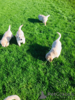 Foto №3. Zwei wunderschöne Golden Retriever-Welpen sind jetzt verfügbar. Niederlande