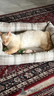 Foto №1.  - zum Verkauf in der Stadt Strassen | Frei | Ankündigung № 142270