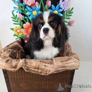 Foto №1. cavalier king charles spaniel - zum Verkauf in der Stadt Am besten | verhandelt | Ankündigung № 155572