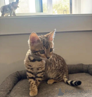 Foto №4. Ich werde verkaufen bengal katzenrasse in der Stadt Magdeburg. quotient 	ankündigung - preis - 580€