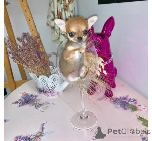Foto №4. Ich werde verkaufen chihuahua in der Stadt Berlin. quotient 	ankündigung, züchter - preis - 500€