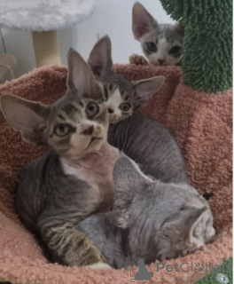 Foto №3. SCHÖNES DEVON REX KÄTZCHEN... Deutschland