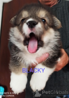 Foto №3. CORGI - PUPPIES for sale. Serbien