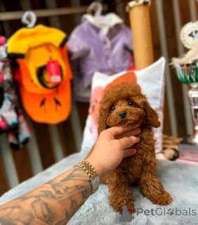 Foto №2 zu Ankündigung № 139155 zu verkaufen pudel (toy) - einkaufen USA züchter