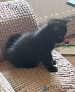 Foto №2 zu Ankündigung № 164943 zu verkaufen bombay-katze - einkaufen Finnland quotient 	ankündigung, züchter