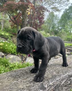 Foto №2 zu Ankündigung № 169097 zu verkaufen cane corso italiano - einkaufen Finnland quotient 	ankündigung
