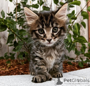 Foto №2 zu Ankündigung № 103761 zu verkaufen maine-coon-katze - einkaufen Deutschland quotient 	ankündigung