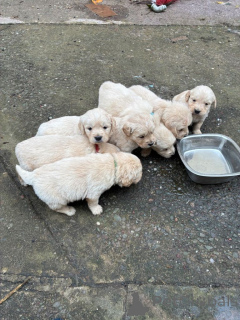 Foto №3. Golden Retriever-Welpen. USA