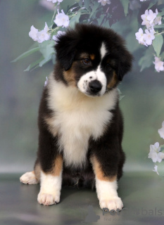 Foto №4. Ich werde verkaufen australian shepherd in der Stadt Руза. vom kindergarten - preis - verhandelt