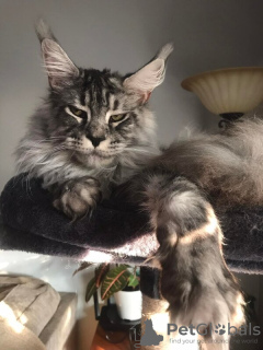 Foto №2 zu Ankündigung № 133289 zu verkaufen maine-coon-katze - einkaufen Deutschland quotient 	ankündigung