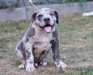 Foto №1. american bully - zum Verkauf in der Stadt Hamburg | 999€ | Ankündigung № 147444