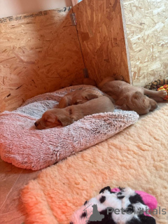 Foto №2 zu Ankündigung № 159522 zu verkaufen golden retriever - einkaufen USA quotient 	ankündigung