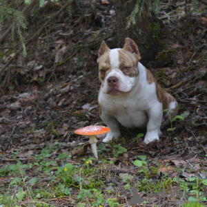 Foto №1. american bully - zum Verkauf in der Stadt St. Petersburg | 986€ | Ankündigung № 115983