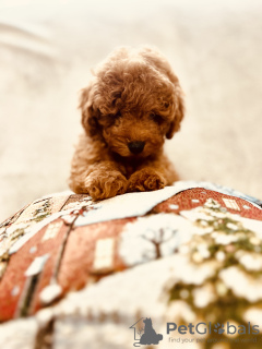 Foto №4. Ich werde verkaufen mischlingshund in der Stadt Ужгород. vom kindergarten, züchter - preis - 1500€