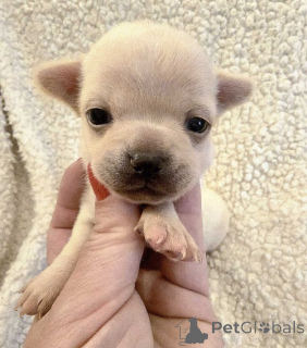 Foto №4. Ich werde verkaufen chihuahua in der Stadt Zenjanin. züchter - preis - verhandelt