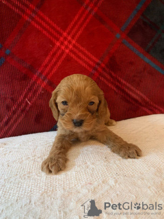 Foto №3. Wunderschöne Cavapoo-Welpen zur kostenlosen Adoption. Deutschland