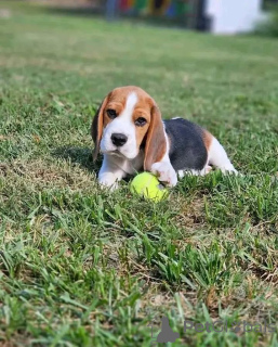 Foto №1.  - zum Verkauf in der Stadt Madrid | verhandelt | Ankündigung № 161165