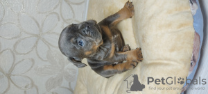 Foto №2 zu Ankündigung № 8961 zu verkaufen französische bulldogge - einkaufen Russische Föderation vom kindergarten