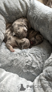 Foto №4. Ich werde verkaufen französische bulldogge in der Stadt Bremervörde. quotient 	ankündigung - preis - 850€