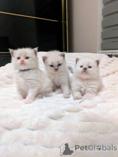 Foto №1. ragdoll-katze - zum Verkauf in der Stadt Stadt Florida | 853€ | Ankündigung № 161381