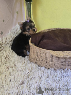 Foto №3. Mini Yorkshire Terrier. Serbien