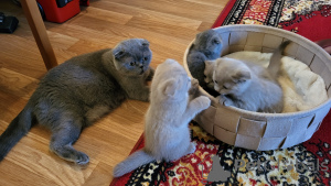 Foto №3. Scottish Fold Kätzchen. Deutschland