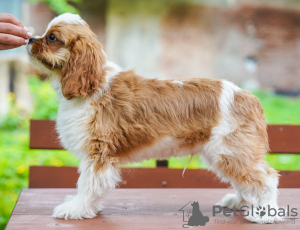 Foto №4. Ich werde verkaufen cavalier king charles spaniel in der Stadt Berlin. quotient 	ankündigung - preis - 900€