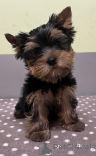 Foto №3. Yorkshire-Terrier-Welpen. Finnland