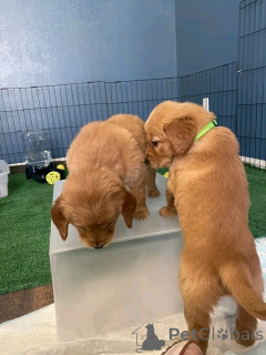 Foto №2 zu Ankündigung № 165852 zu verkaufen golden retriever - einkaufen Luxemburg quotient 	ankündigung