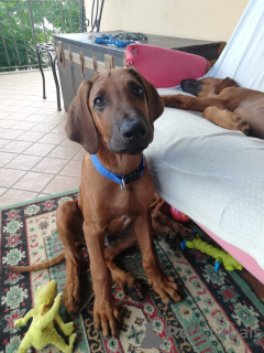 Foto №4. Ich werde verkaufen rhodesian ridgeback in der Stadt Vilnius. quotient 	ankündigung, züchter - preis - 1300€