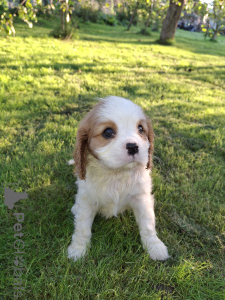 Zusätzliche Fotos: Ideale Cavalier King Charles Spaniel Welpen.