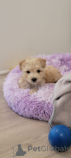 Foto №1. maltipu - zum Verkauf in der Stadt Hamburg | 900€ | Ankündigung № 150147