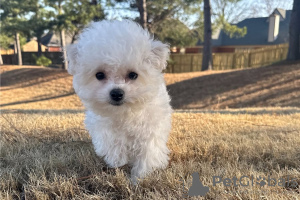 Foto №3. Bichon Frise-Welpen mit herausragenden Persönlichkeiten sind jetzt startklar. USA