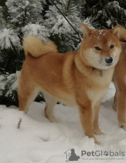 Foto №3. Shiba Inu Welpen aus dem Yukashi Zwinger suchen die besten Besitzer. Russische Föderation