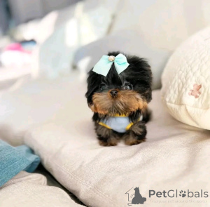 Foto №2 zu Ankündigung № 163970 zu verkaufen yorkshire terrier - einkaufen Finnland quotient 	ankündigung, aus dem tierheim