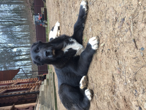 Foto №1. zentralasiatischer owtscharka - zum Verkauf in der Stadt Minsk | Verhandelt | Ankündigung № 4944