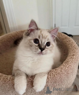 Foto №3. Ragdoll-Kätzchen zur Adoption. Deutschland