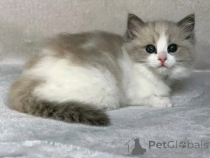 Foto №2 zu Ankündigung № 137101 zu verkaufen ragdoll-katze - einkaufen Deutschland züchter
