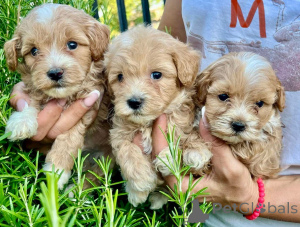 Foto №2 zu Ankündigung № 155638 zu verkaufen maltipu - einkaufen Deutschland züchter