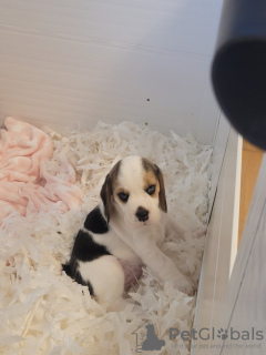 Foto №1. beagle - zum Verkauf in der Stadt Georgiana | 521€ | Ankündigung № 66433
