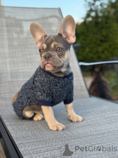 Foto №2 zu Ankündigung № 152121 zu verkaufen französische bulldogge - einkaufen Deutschland quotient 	ankündigung