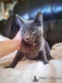 Foto №1. korat-katze - zum Verkauf in der Stadt Traum | 350€ | Ankündigung № 178584
