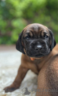 Foto №2 zu Ankündigung № 57947 zu verkaufen bayerischer gebirgsschweißhund - einkaufen Polen quotient 	ankündigung, züchter