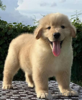Foto №1. golden retriever - zum Verkauf in der Stadt Madrid | verhandelt | Ankündigung № 169910
