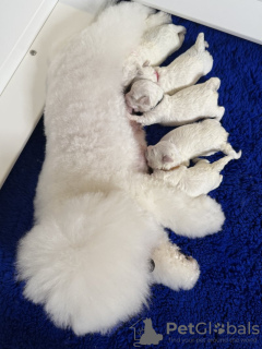 Foto №2 zu Ankündigung № 133132 zu verkaufen bichon frisé - einkaufen Deutschland quotient 	ankündigung