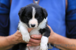 Foto №3. Entzückende Border-Collie-Welpen zur kostenlosen Adoption. Deutschland