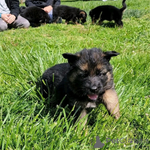 Foto №2 zu Ankündigung № 123166 zu verkaufen deutscher schäferhund - einkaufen Deutschland züchter