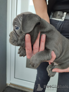 Zusätzliche Fotos: welpen der französischen bulldogge zu verkaufen