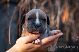 Foto №3. American Staffordshire Terrier Welpen. Ukraine